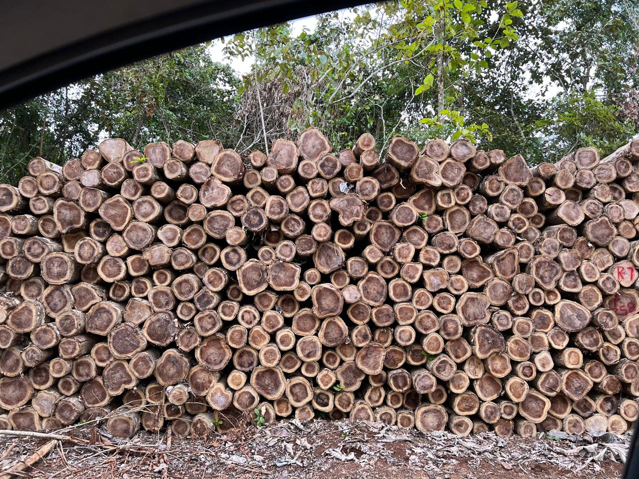 Brazil Round Logs